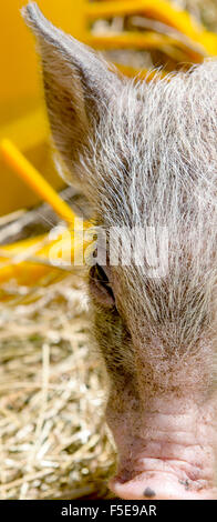 Les jeunes verrats eating hay dans un corral Banque D'Images