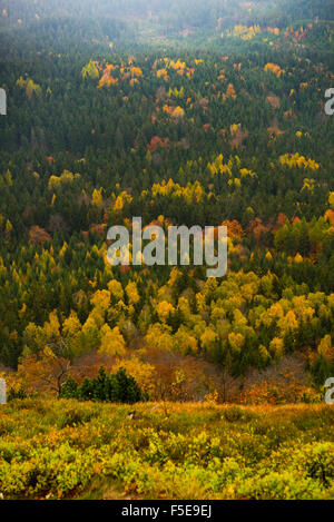 Forêt mixte arbres en automne Banque D'Images