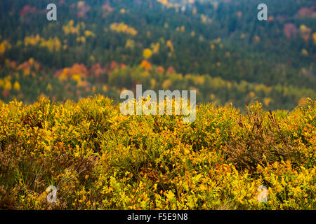 Forêt mixte arbres en automne Banque D'Images