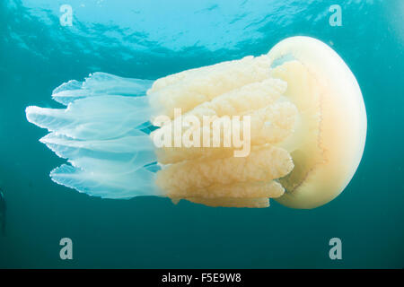 Baril jelly fish (Rhizostoma pulmo) dans les eaux du Royaume-Uni, Devon, Angleterre, Royaume-Uni, Europe Banque D'Images