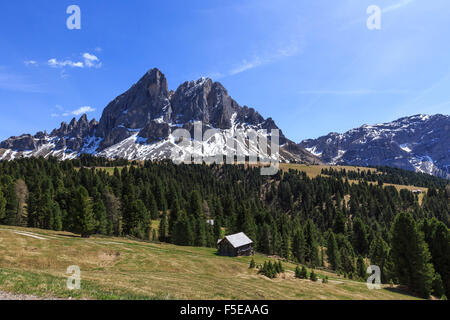 Sass de Putia en arrière-plan enrichi de bois verts, Passo delle Erbe, Tyrol du Sud, Dolomites, Italie, Europe Banque D'Images