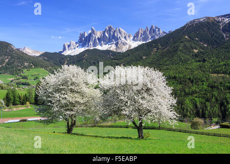 L'Odle en arrière-plan amélioré par la floraison des arbres, Funes, vallée du Tyrol du Sud, Dolomites, Italie, Europe Banque D'Images