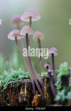 Les champignons magiques toadstool sur une souche d'arbre en décomposition close up Banque D'Images