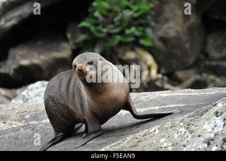 New Zealand fur seal, Arctocephalus forsteri, Milford Sound, Parc National de Fiordland, Nouvelle-Zélande Banque D'Images