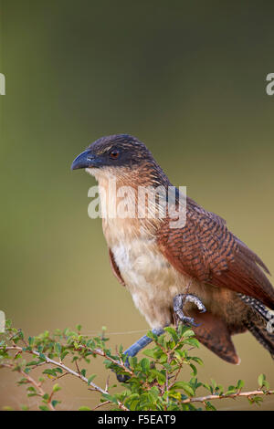 Coucal de Burchell (Centropus burchellii), Kruger National Park, Afrique du Sud, l'Afrique Banque D'Images