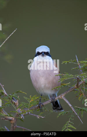 Pie-grièche écorcheur (Lanius collurio), Kruger National Park, Afrique du Sud, l'Afrique Banque D'Images