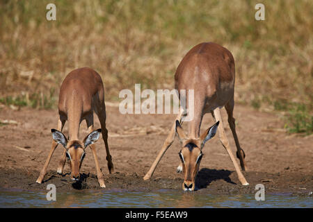 Impala (Aepyceros melampus) doe et calf drinking, Kruger National Park, Afrique du Sud, l'Afrique Banque D'Images