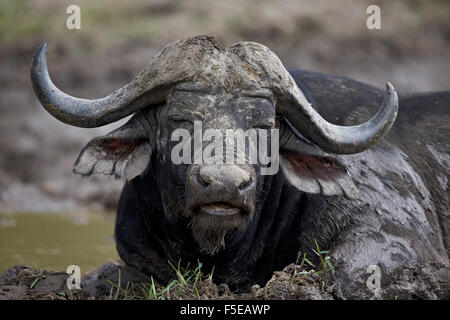 Buffle d'Afrique (Buffalo) (Syncerus caffer) Bull, Kruger National Park, Afrique du Sud, l'Afrique Banque D'Images