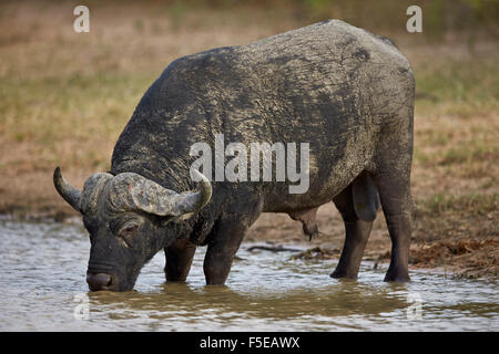 Buffle d'Afrique (Buffalo) (Syncerus caffer) potable bull, Kruger National Park, Afrique du Sud, l'Afrique Banque D'Images