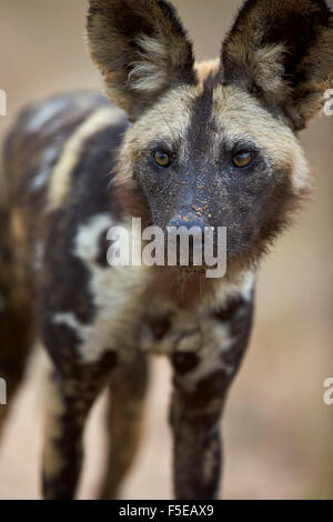 Chien sauvage d'Afrique (African Hunting dog) (Cap) chien de chasse (Lycaon pictus), Kruger National Park, Afrique du Sud, l'Afrique Banque D'Images