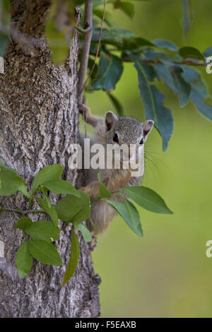 Écureuil arbre (Smith's bush squirrel) (jaune-aux pieds (Paraxerus cepapi) écureuil), Kruger National Park, Afrique du Sud, l'Afrique Banque D'Images