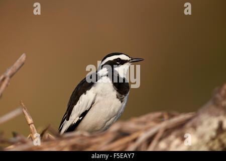 Bergeronnette printanière (Motacilla africaine pied aguimp), Kruger National Park, Afrique du Sud, l'Afrique Banque D'Images