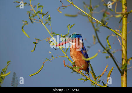 Martin-pêcheur huppé (Alcedo cristata), Kruger National Park, Afrique du Sud, l'Afrique Banque D'Images