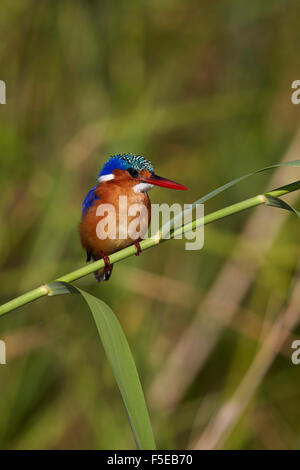 Martin-pêcheur huppé (Alcedo cristata), Kruger National Park, Afrique du Sud, l'Afrique Banque D'Images