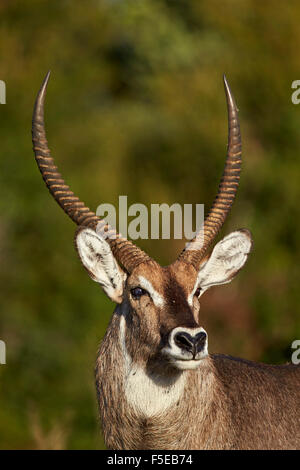 Cobe à croissant (waterbuck) Ellipsen (commune) (Kobus ellipsiprymnus ellipsiprymnus) buck, Kruger National Park, Afrique du Sud, l'Afrique Banque D'Images