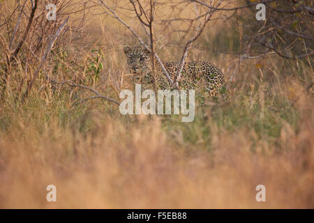 Leopard (Panthera pardus) dans les broussailles épaisses, Kruger National Park, Afrique du Sud, l'Afrique Banque D'Images