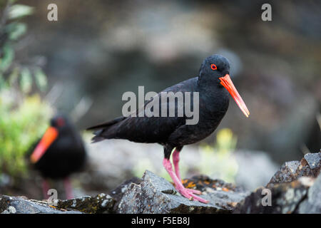 L'huîtrier Variable (Haematopus unicolor), péninsule de Coromandel, île du Nord, Nouvelle-Zélande, Pacifique Banque D'Images