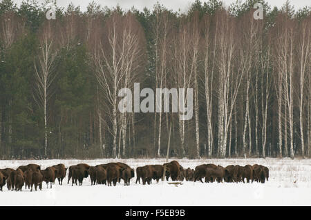 Troupeau de bisons européens marche sur terrain couvert de neige en février, le parc national de Bialowieza, Podlaskie Voivodeship, Pologne Banque D'Images