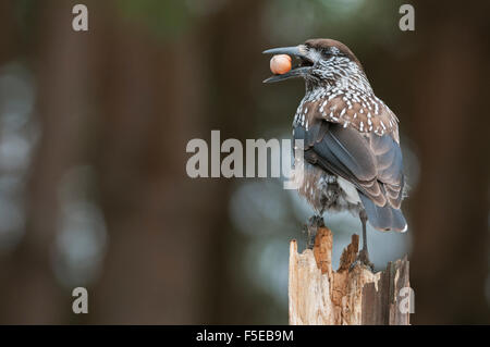 Nucifraga caryocatactes Spotted nutcracker (adultes), à la noisette, Bialowieza, Pologne, Europe Banque D'Images