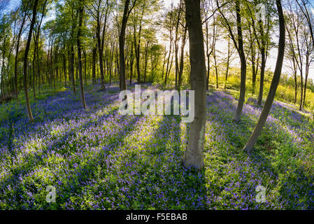 Bluebell commun (Hyacinthoides non-scripta) croissant dans le hêtre commun habitat boisé, Kent, Angleterre, Royaume-Uni, Europe Banque D'Images