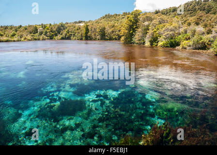 Te Waikoropupu Springs Takaka, karst, île du Sud, Nouvelle-Zélande, Pacifique Banque D'Images