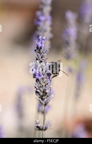 Une abeille sur Lavande Anglaise Lavandula angustifolia Vera Banque D'Images