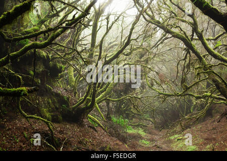 Forêt de lauriers dans le brouillard, El Hierro, Îles Canaries, Espagne, Europe Banque D'Images
