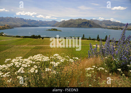 Rippon Winery en face du Lac Wanaka, Wanaka, île du Sud, Nouvelle-Zélande Banque D'Images