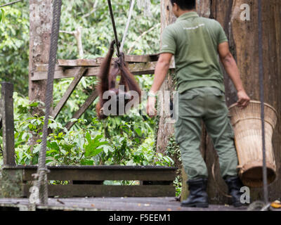 L'orang-outan l'orang-outan au sanctuaire à Sepilok, Bornéo Malaisien dans Banque D'Images