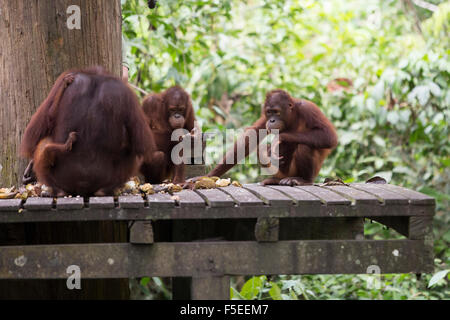 L'orang-outan l'orang-outan au sanctuaire à Sepilok, Bornéo Malaisien dans Banque D'Images