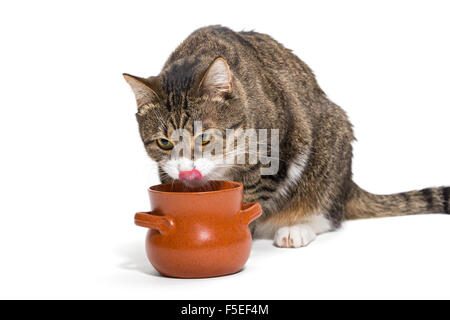 Chat tigré gris, mange du pot et lui lèche les lèvres, isolated on white Banque D'Images