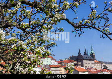 Vue sur le château de Prague, de la floraison la colline de Petrin, Printemps de Prague, République Tchèque, Europe Banque D'Images