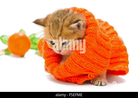 Petit Chaton dans un chandail tricoté, la race britannique, rouge en couleur. L'âge d'un mois. Isolated on white Banque D'Images