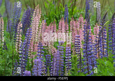 La floraison de lupins, Lupinus polyphyllus, le long de Milford Road, Fiordland National Park, South Island, New Zealand Banque D'Images