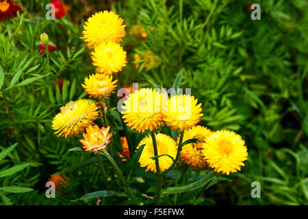 Fleur de paille ou Helichrysum dans un jardin extérieur. Fleurs jaune paille, Helichrysum bracteatum est nom scientifique. Banque D'Images