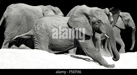 Troupeau d'éléphants marchant vers un trou d'eau avec un éléphant s'agenouillant sur ses pattes arrière et glissant dans le sable, Afrique du Sud Banque D'Images