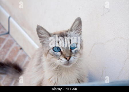 Blue Eyed Cat Banque D'Images