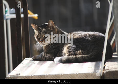 Cat allongé au soleil Banque D'Images