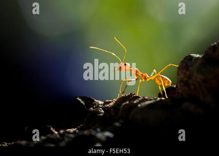 Red ant, Banten, Indonésie Banque D'Images