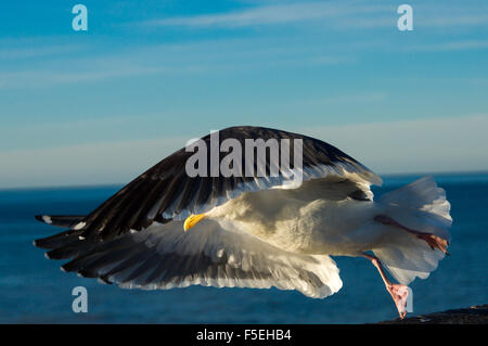 Close-up d'une mouette en vol, California, USA Banque D'Images