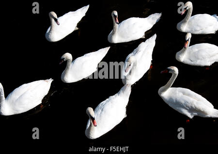 Vue aérienne d'une bande de cygnes sur la rivière Avon, Stratford, UK Banque D'Images