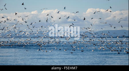 Les mouettes et autres oiseaux qui volent au-dessus de la mer, Puget Sound, Washington, USA Banque D'Images