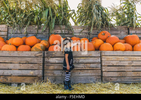 Girl picking out pumpkins at pumpkin farm Banque D'Images