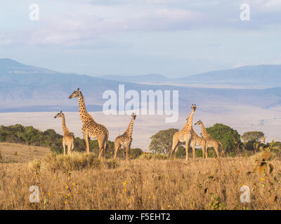 Troupeau de girafes sur le bord de la cratère de Ngorongoro en Tanzanie, Afrique, au coucher du soleil. Banque D'Images