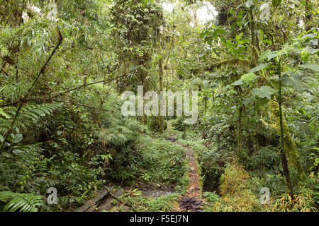Sentier traversant un ruisseau de Cloudforest à 2 200 m d'altitude sur le versant amazonien des Andes équatoriennes. Banque D'Images