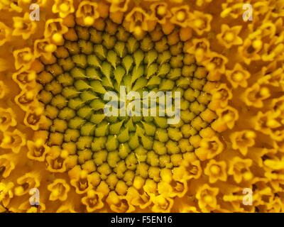 Tournesol jaune close up Banque D'Images