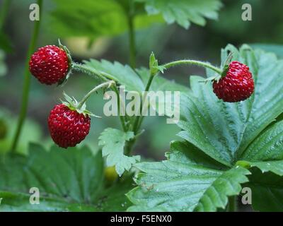 Fraisier Fragaria vesca fruits rouge avec Banque D'Images