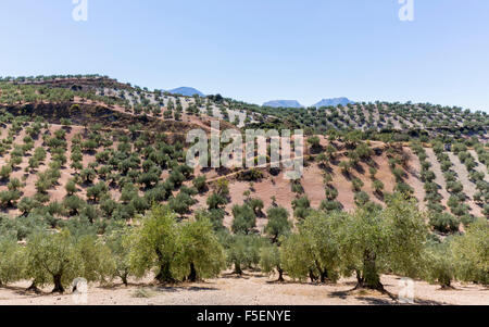 Oliviers dans le paysage vallonné de l'Andalousie, dans le sud de l'Espagne, Europe Banque D'Images