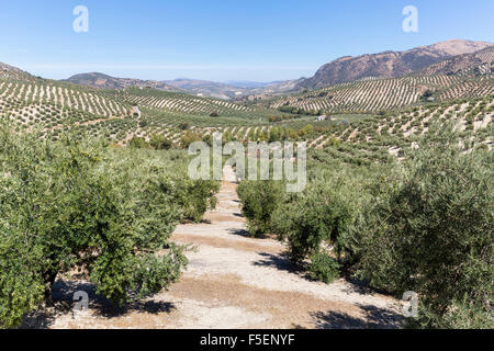L'Andalousie, dans le sud de l'Espagne, l'Europe - oliviers Banque D'Images