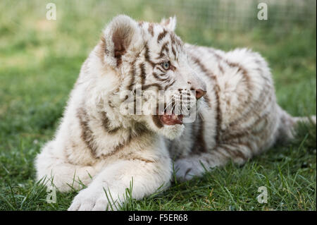 Jeune tigre du Bengale se pose sur l'herbe dans l'enceinte du Zoo Banque D'Images